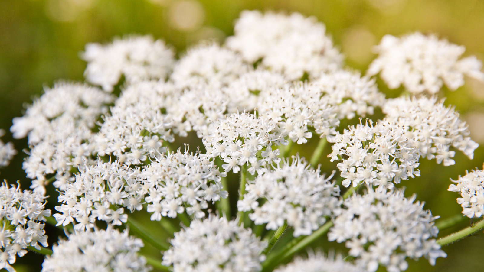 Pastinaken: Alles zum Anbauen im Garten - Plantura