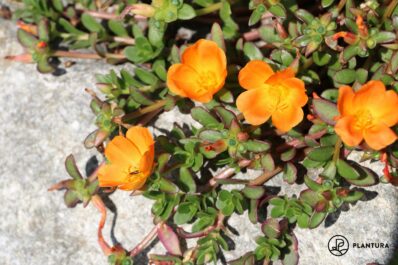 Portulak-Röschen: Tipps zum Anbau der Portulaca grandiflora