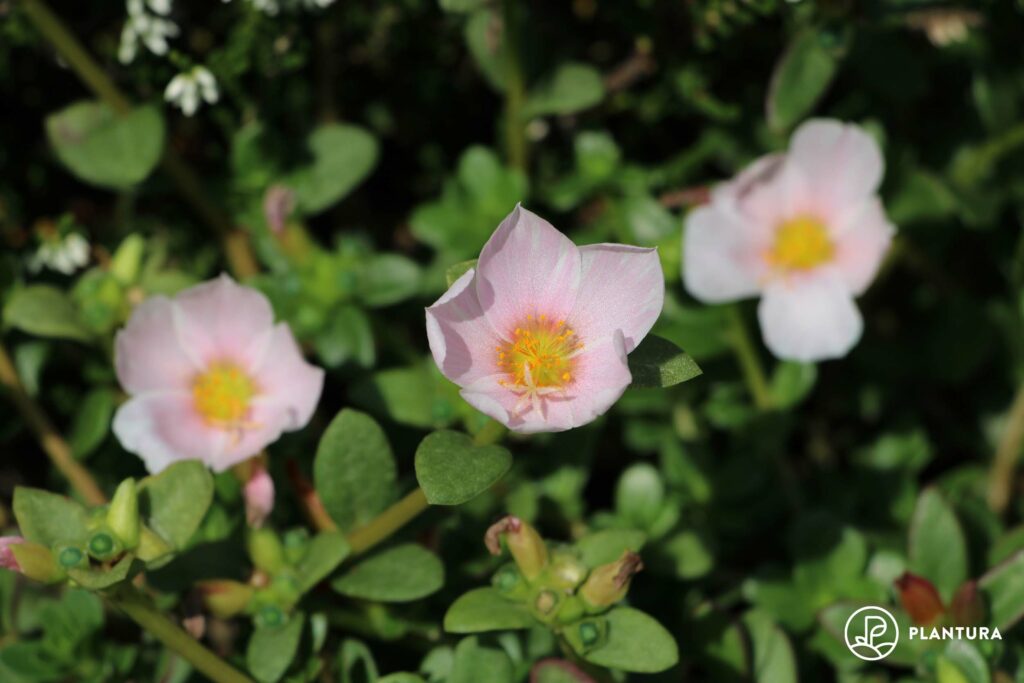 Blüte des Portulak-Röschens