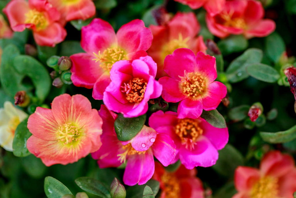 Portulak-Röschen mit pinken Blüten