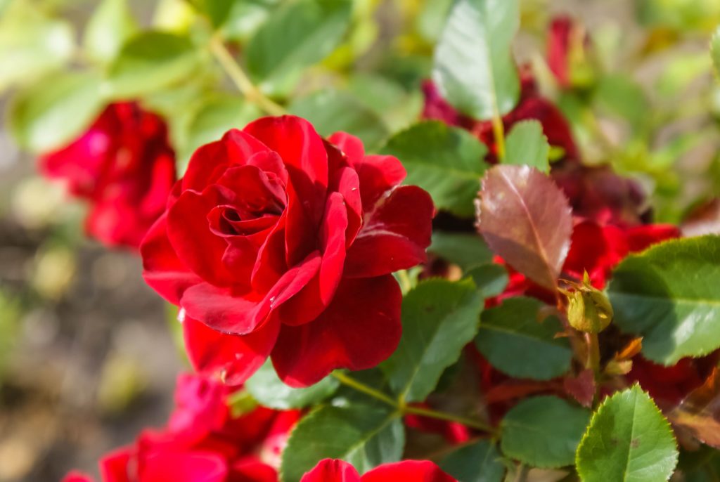 Rote blühende Rose im Garten