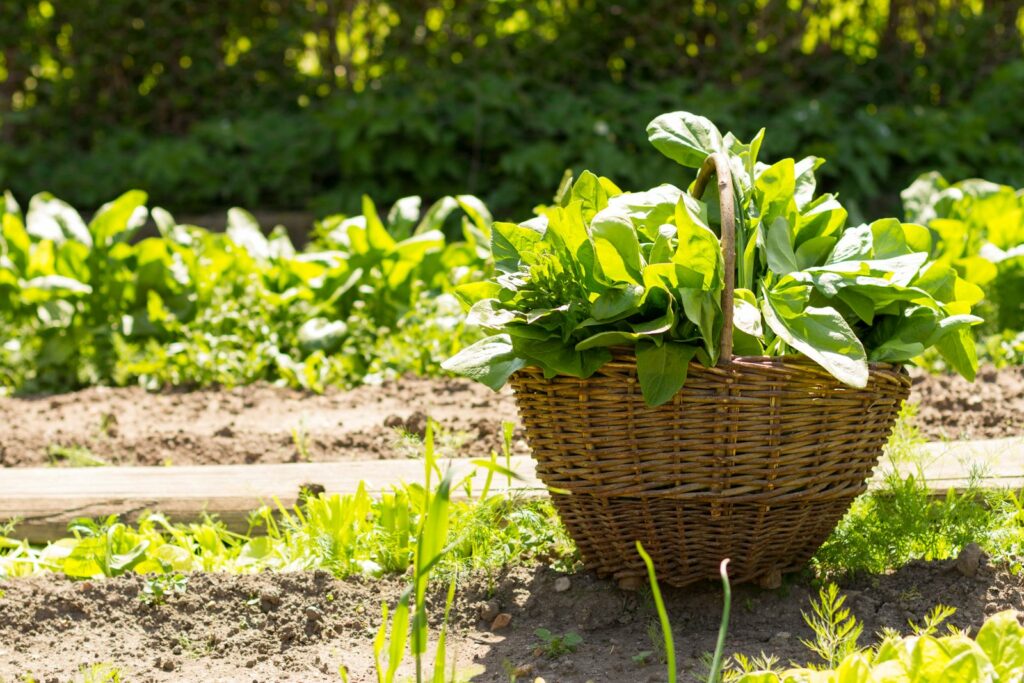 Korb mit Spinat steht im Garten