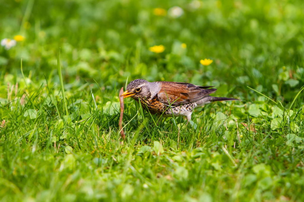 Wurm von Vogel aus Rasen gepickt