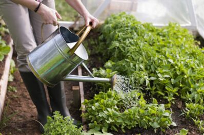 Wasser sparen im Garten: 6 wertvolle Tipps
