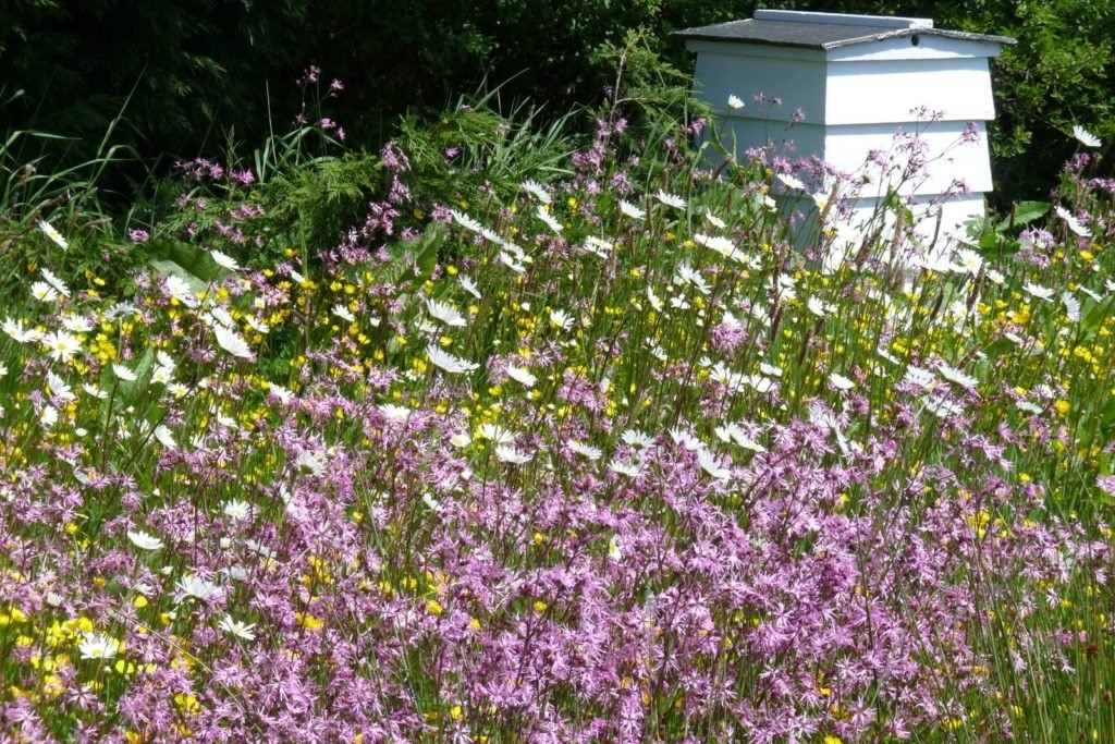 Wildblumen wachsen vor Bienenhaus