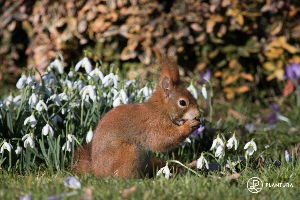 Eichhörnchen auf Blumenwiese