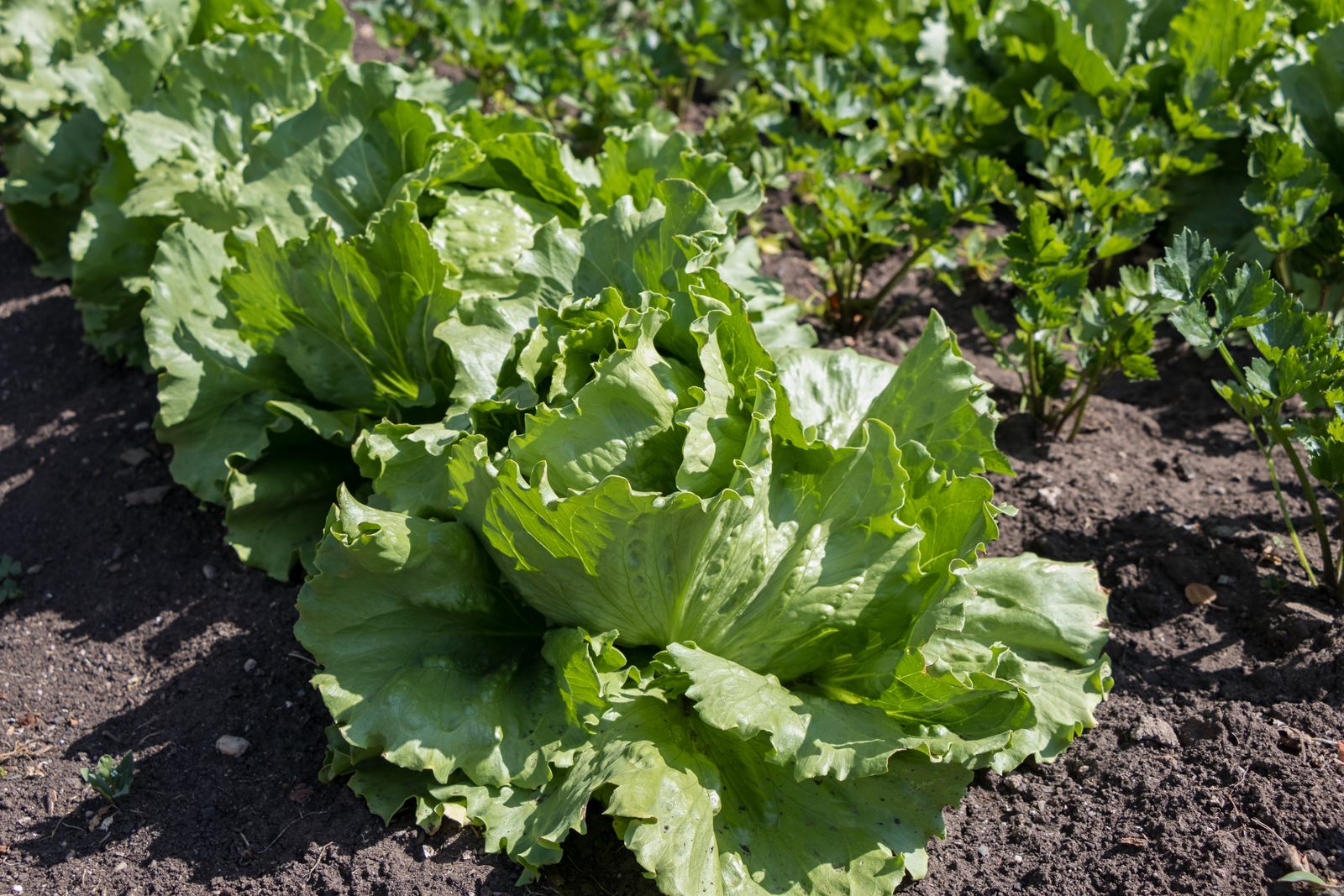 Salatsorten: Roter, grüner &amp; bunter Salat - Plantura