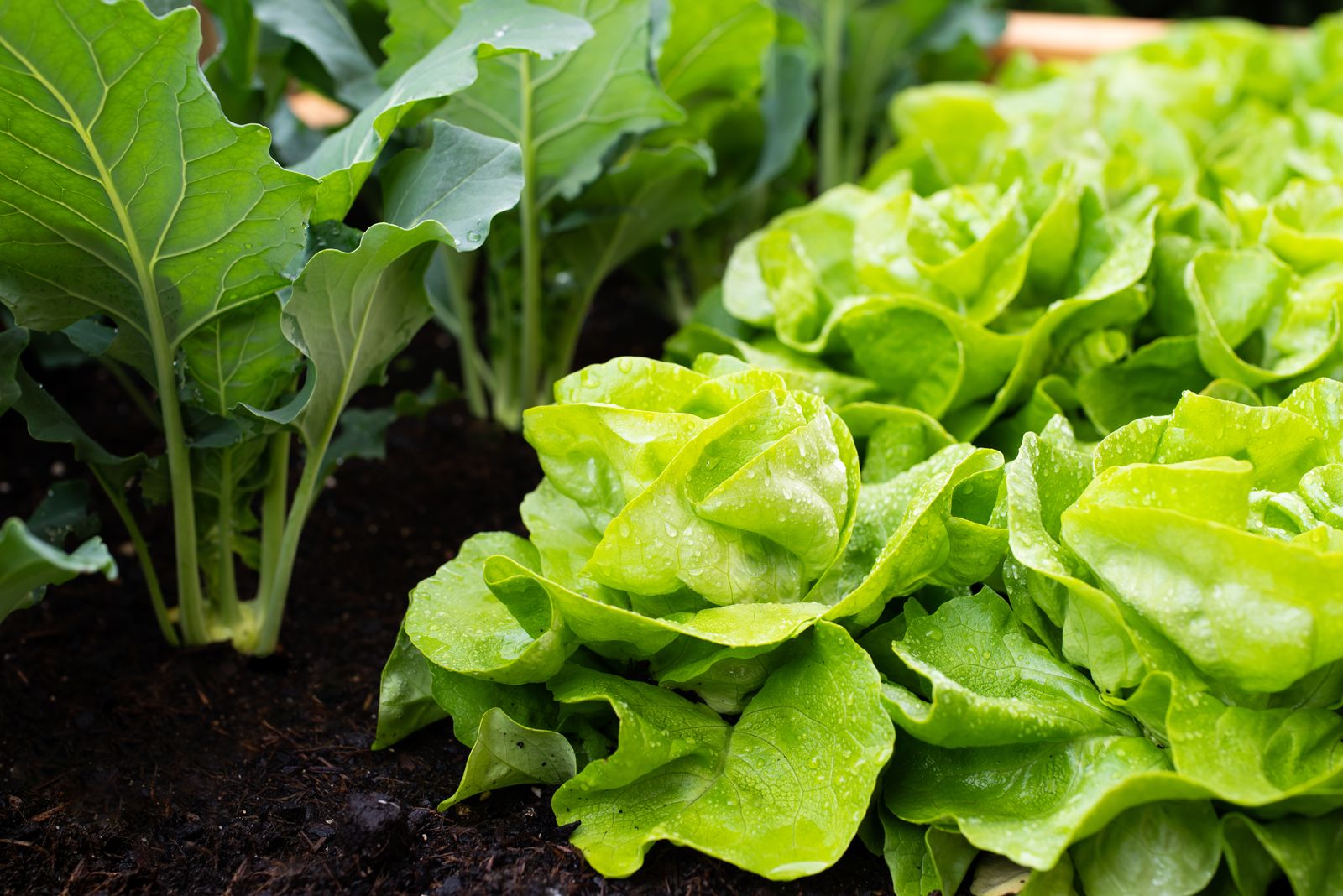 salat-anpflanzen-anleitung-zum-salatanbau-plantura