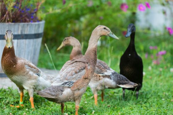 Laufenten gegen Schnecken: Alles, was Sie wissen müssen