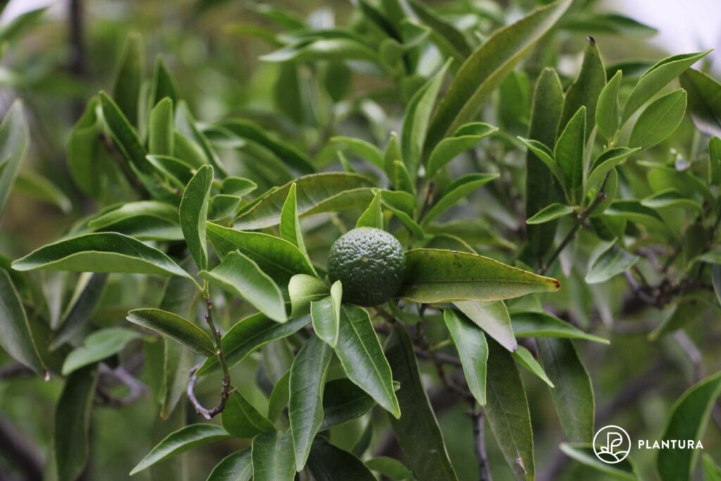 Mandarinenbaum mit unreifer Frucht