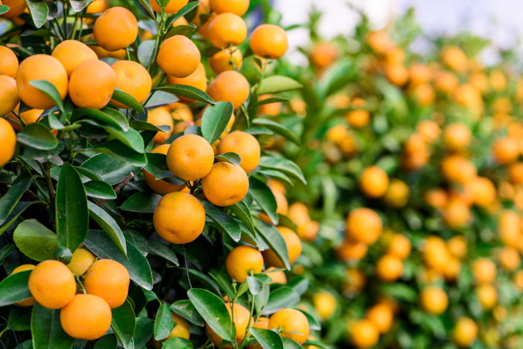 Mandarinen mit Früchten am Baum