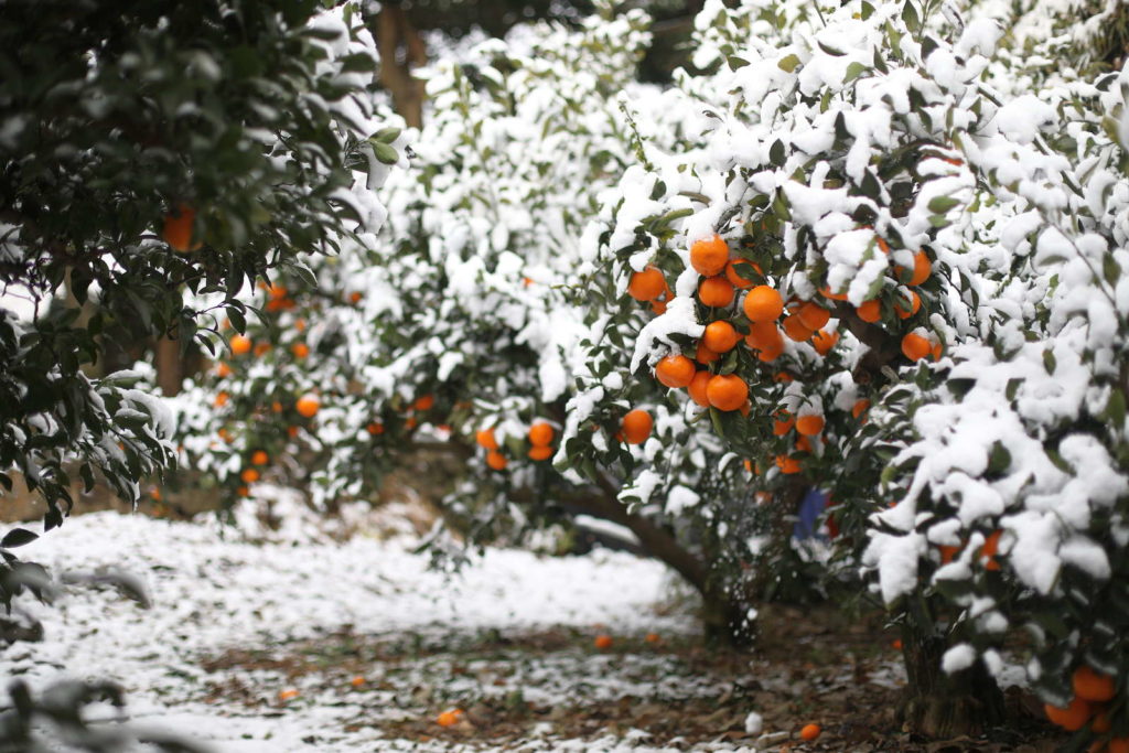 Mandarinenbaum draußen im Schnee