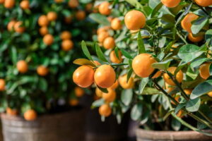 Mandarinenbaum