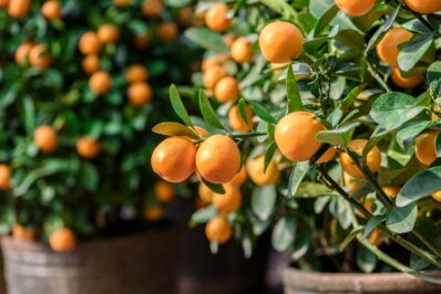 Mandarinenbaum: Alles zum Pflanzen & Pflegen der Mandarine