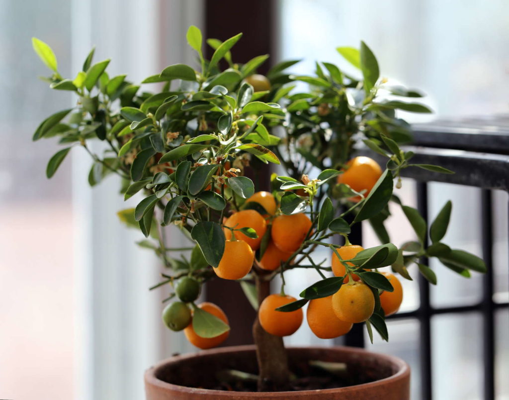 Mandarinenbaum im Topf auf Balkon