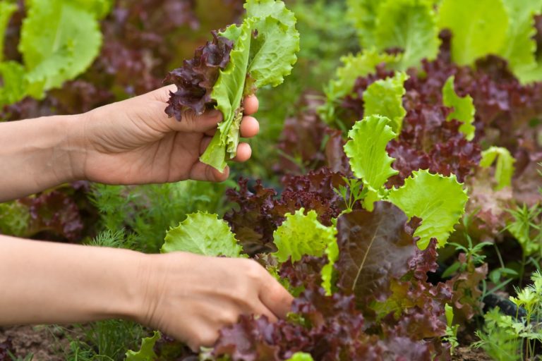 Salat ernten Tipps für Pflücksalat & Kopfsalat Plantura