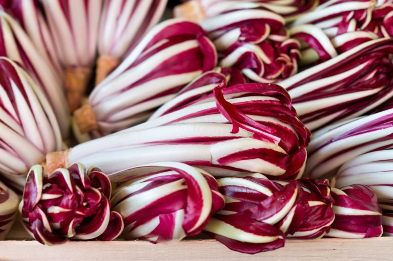 Salatsorten: Roter, grüner & bunter Salat - Plantura