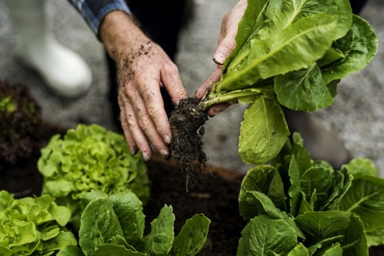 Salat ernten: Profi-Tipps für Pflücksalat & Kopfsalat