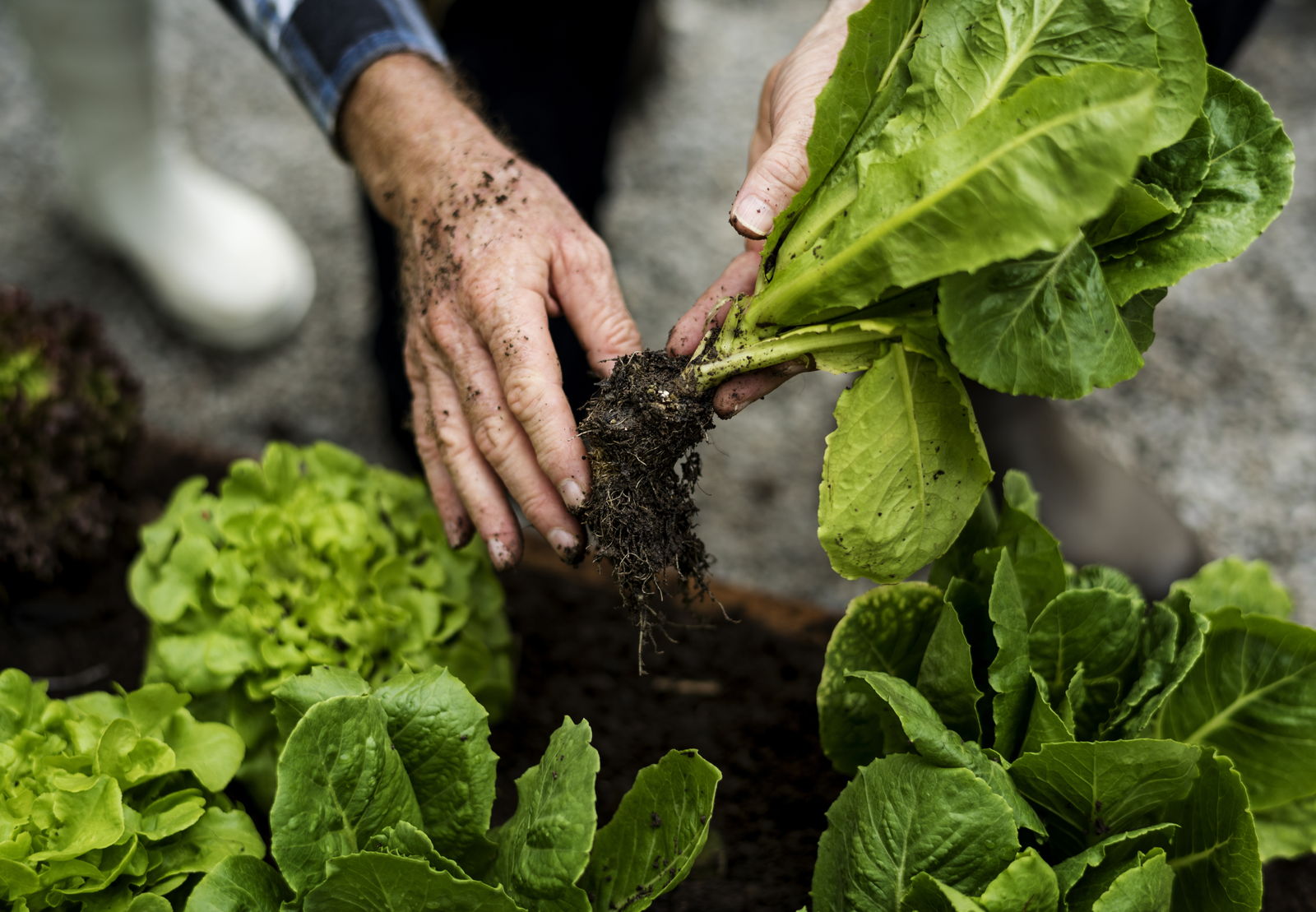 Salat ernten: Tipps für Pflücksalat & Kopfsalat - Plantura