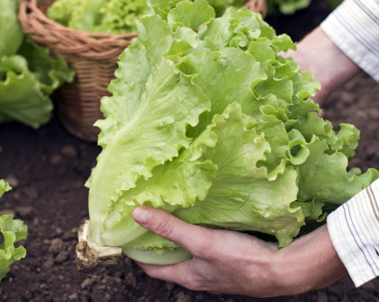 Salat ernten Tipps für Pflücksalat & Kopfsalat Plantura