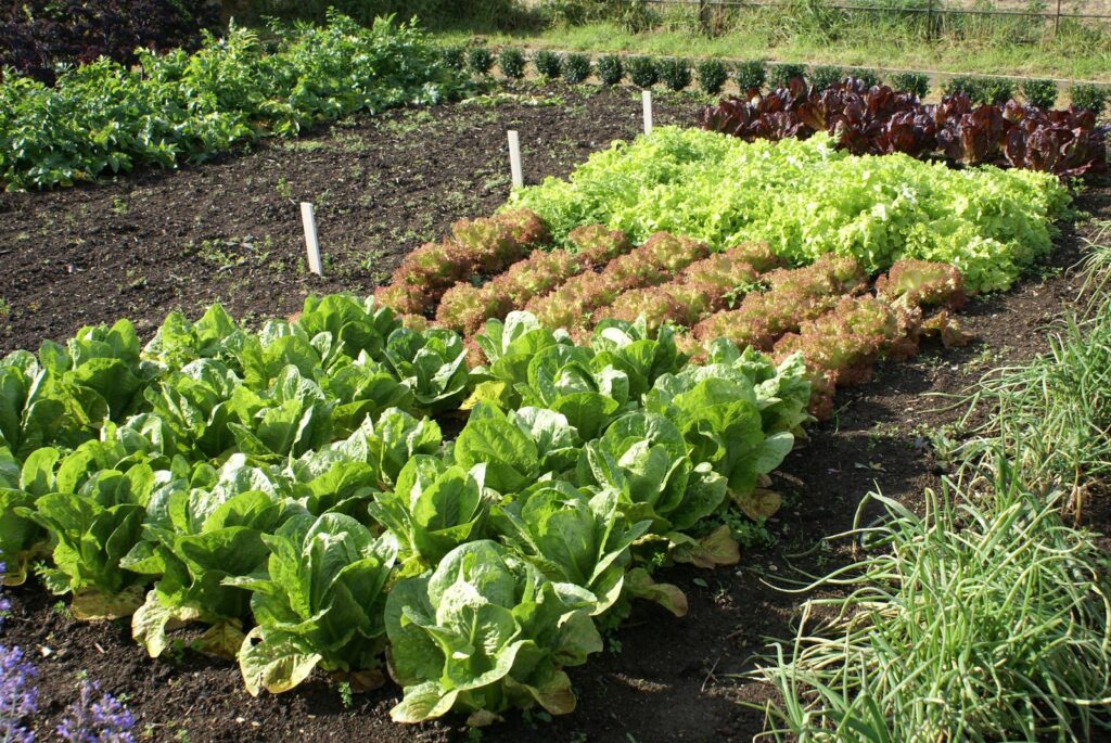 Verschiedene Salatsorten im Garten