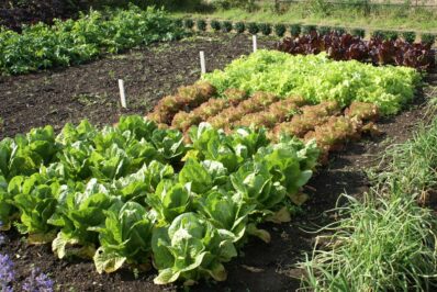 Salatsorten: Grüne, rote & bunte Sorten (detaillierte Übersicht)