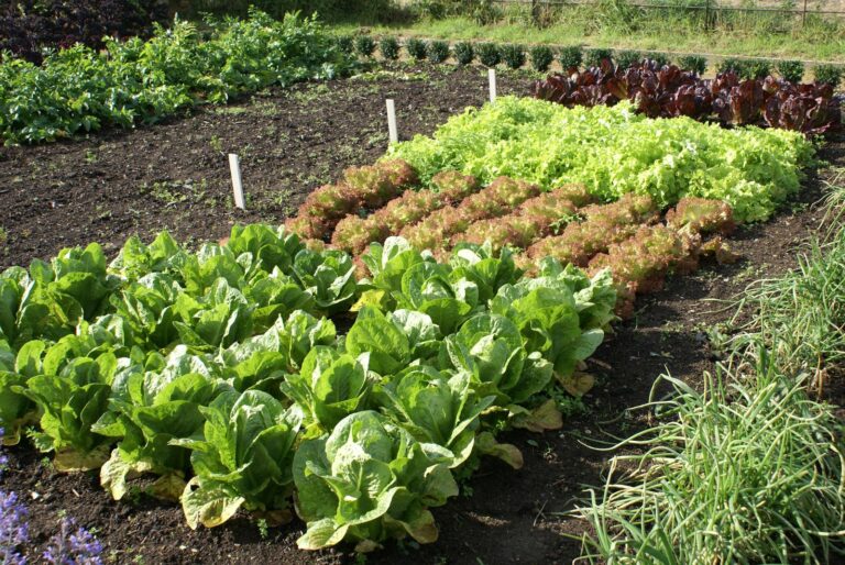 Welche Arten Von Salat Gibt Es Salatsorten: Roter, grüner & bunter Salat - Plantura