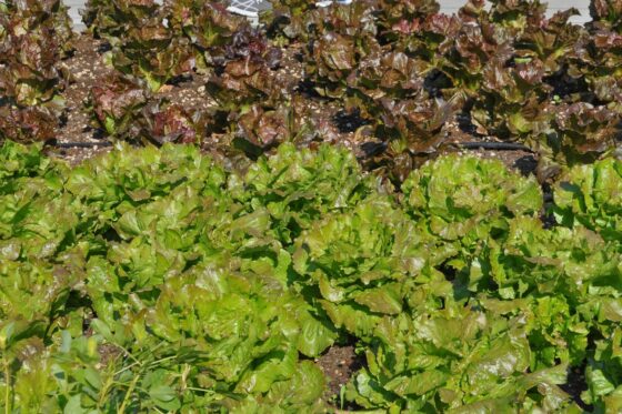 Bataviasalat: Alles zum Anbauen & Ernten im Garten