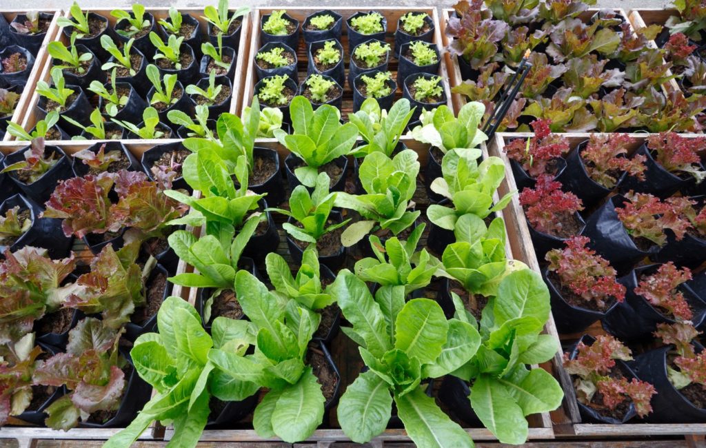 Bataviasalat im Gartencenter