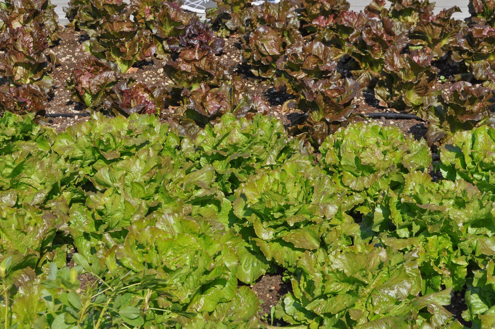 Bataviasalat Alles Zum Anbauen Ernten Im Garten Plantura