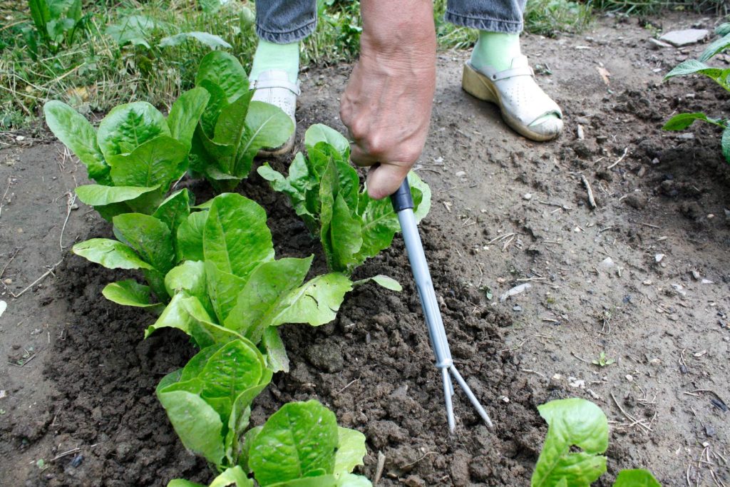 Beet mit Salat gehackt