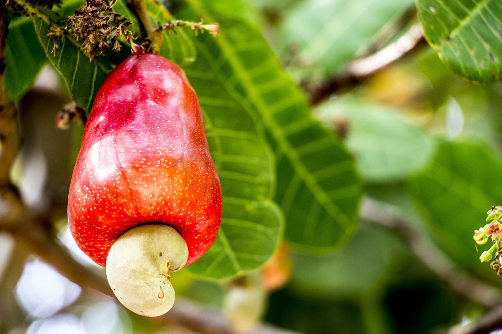 cashew plant