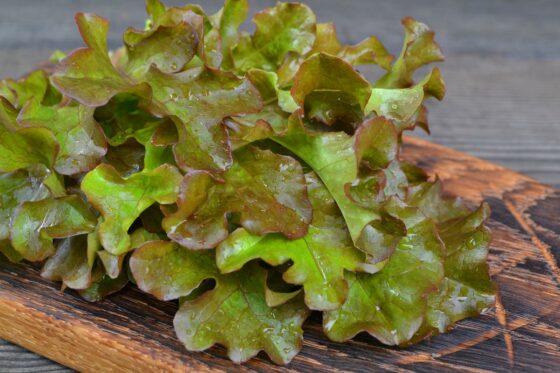 Eichblattsalat pflanzen & ernten: Unsere Experten-Tipps