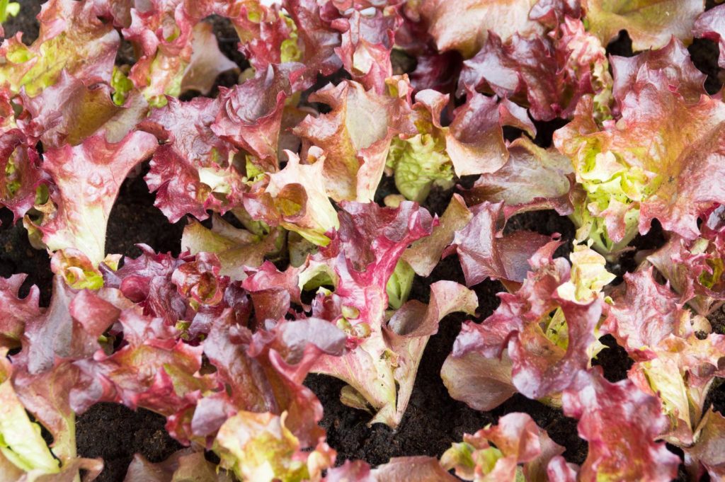 Junge Eichblattsalat-Pflanzen kaufen