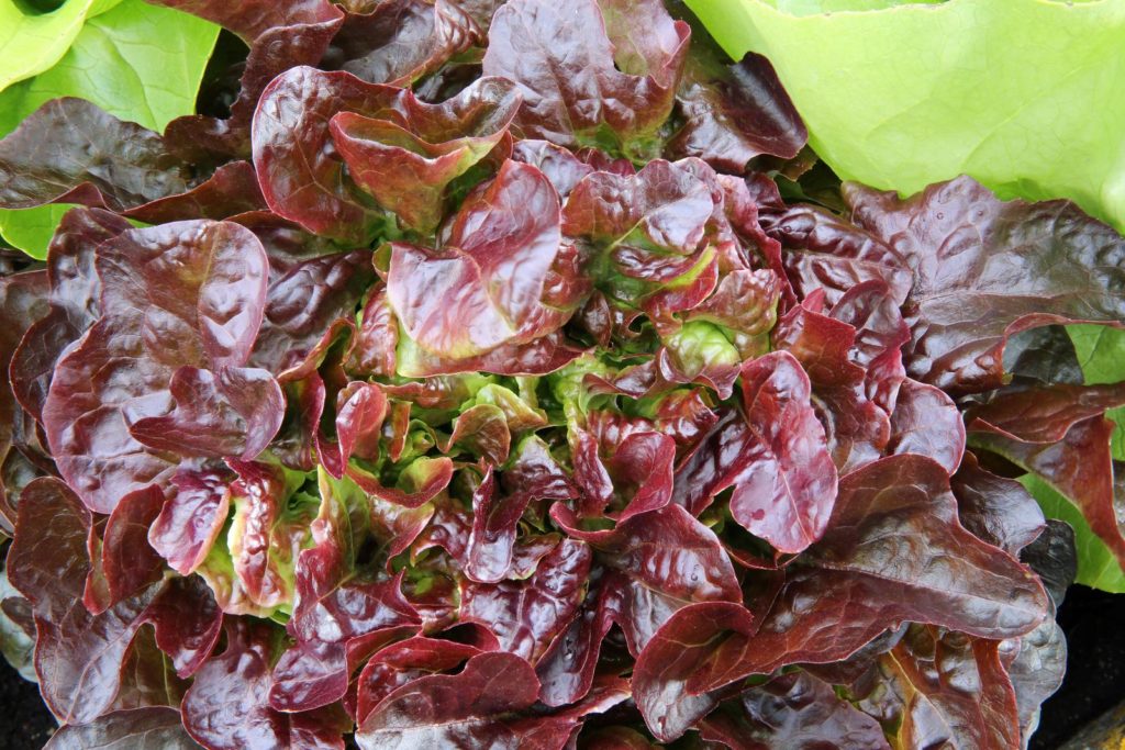 Eichblattsalat mit roten Blättern