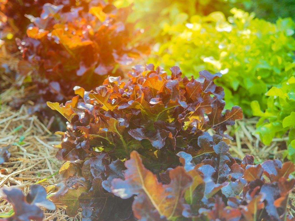 Eichblattsalat wächst an sonnigem Standort