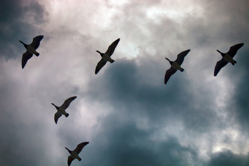 Gänseflug am Himmel