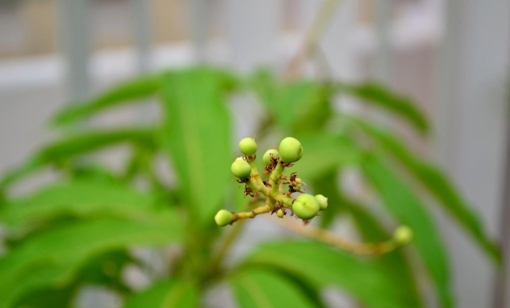 Junge Mangopflanze
