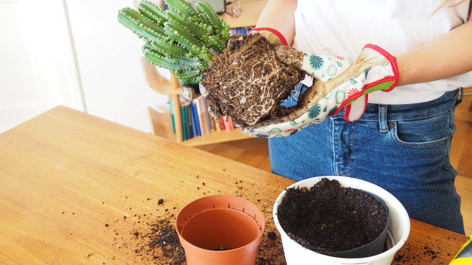 Kann Man Kakteenerde Auch Für Andere Pflanzen Nehmen Kakteen umtopfen: Video-Anleitung & Pflege-Tipps - Plantura