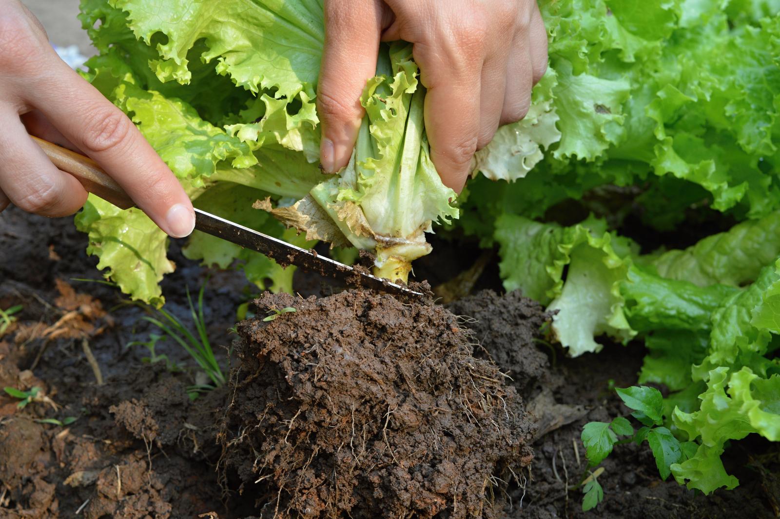 Kopfsalat pflanzen & ernten Plantura