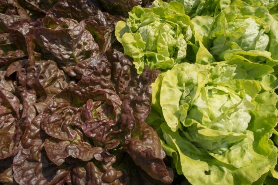 Kopfsalat pflanzen & ernten: Unsere Experten-Tipps