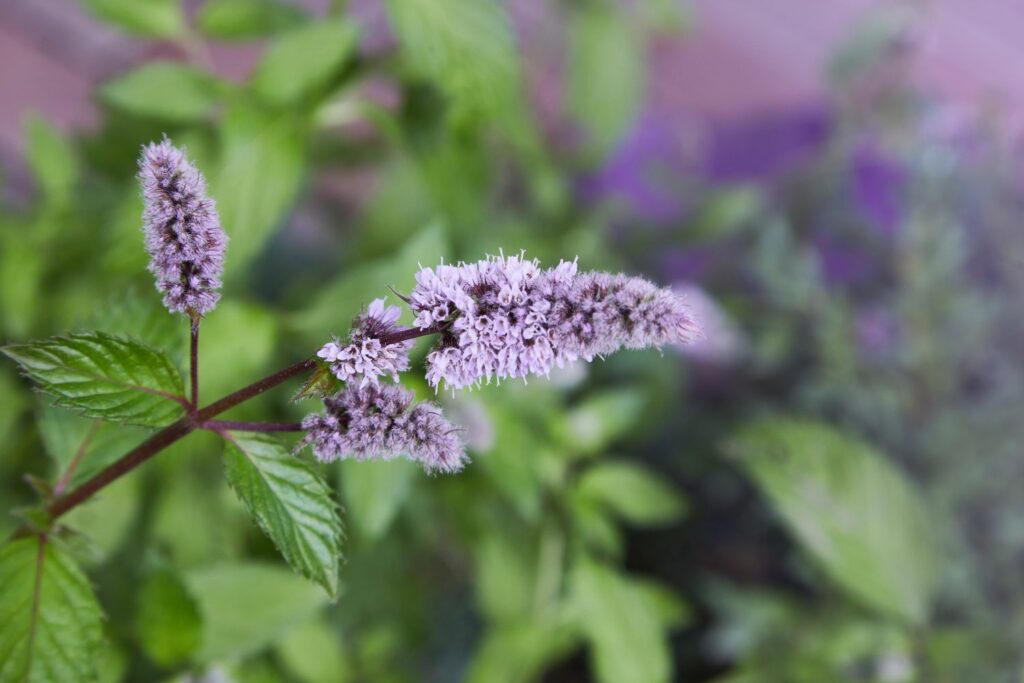 Minz-Blüte