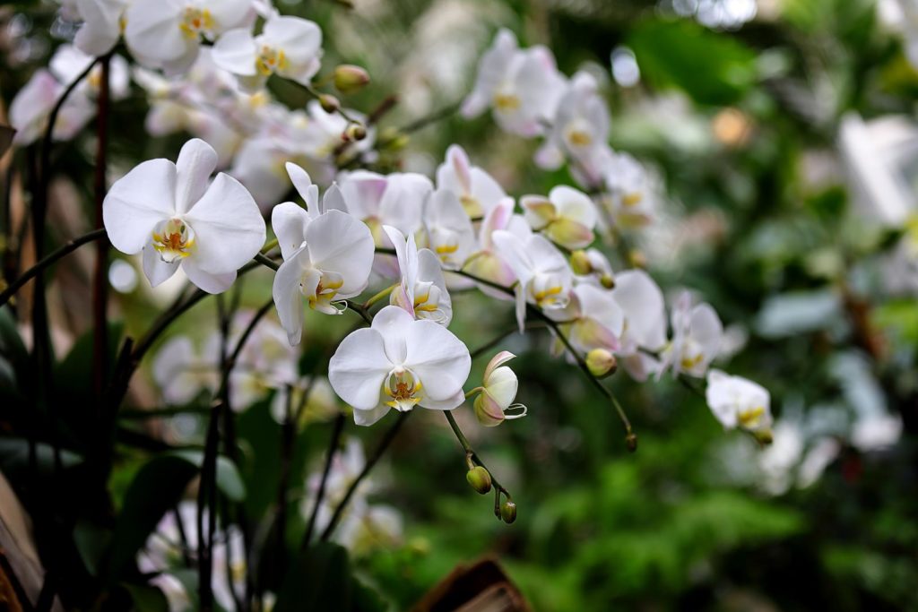 Orchideen mit weißen Blüten