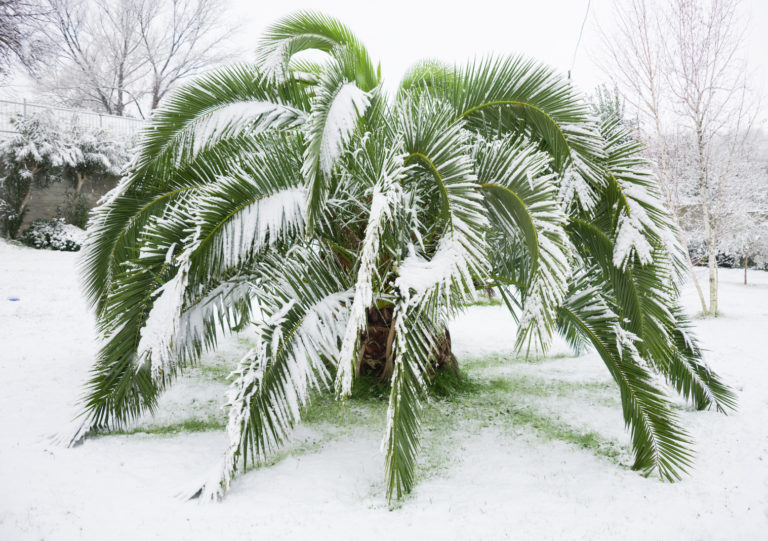 Palmen richtig überwintern - Plantura