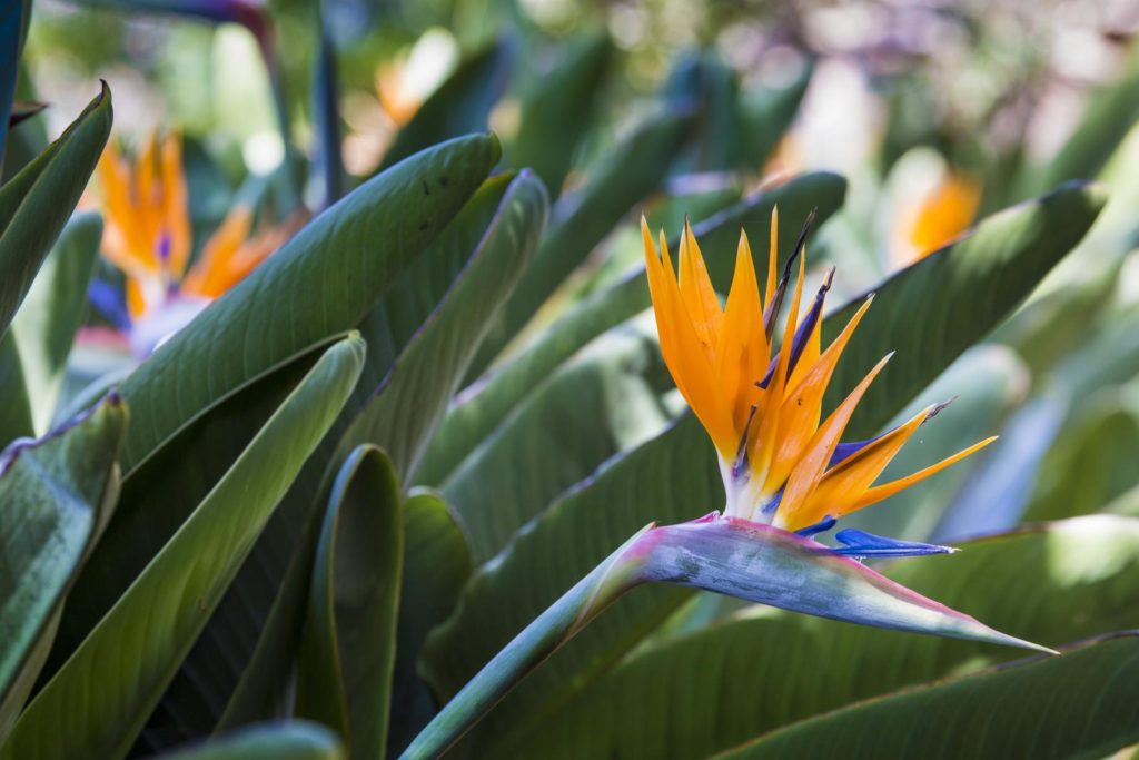 Paradiesvogelblume mit orangen Blüten