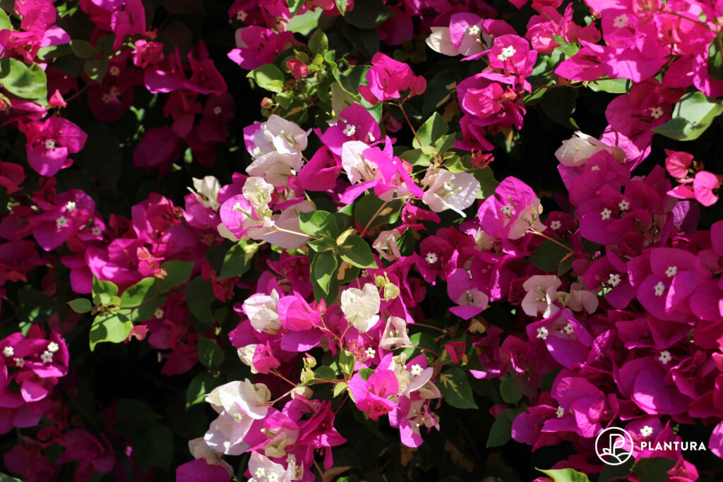 Bougainvillea in Blüte
