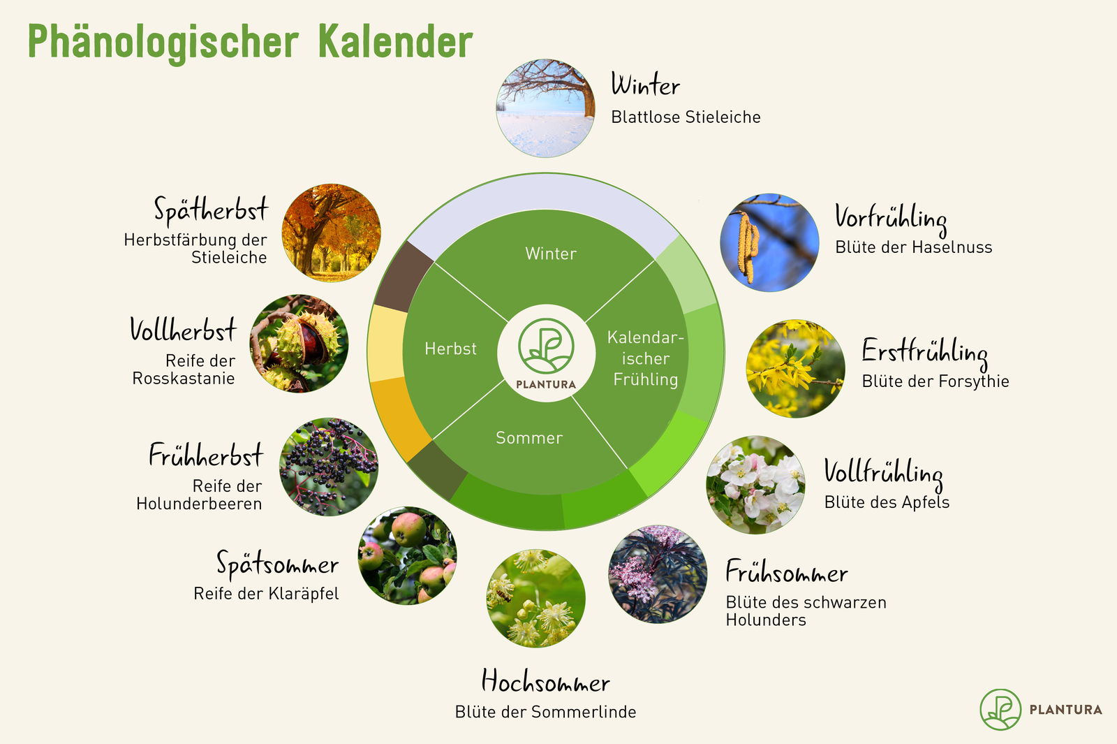 Phänologischer Kalender: Ihr Gartenkalender - Plantura