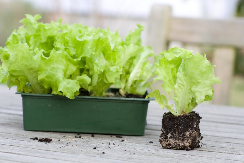 Salat-Jungpflanzen im Topf