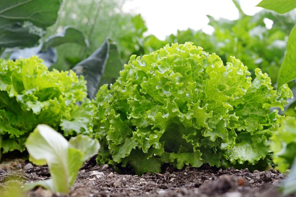 Salatkopf im Beet