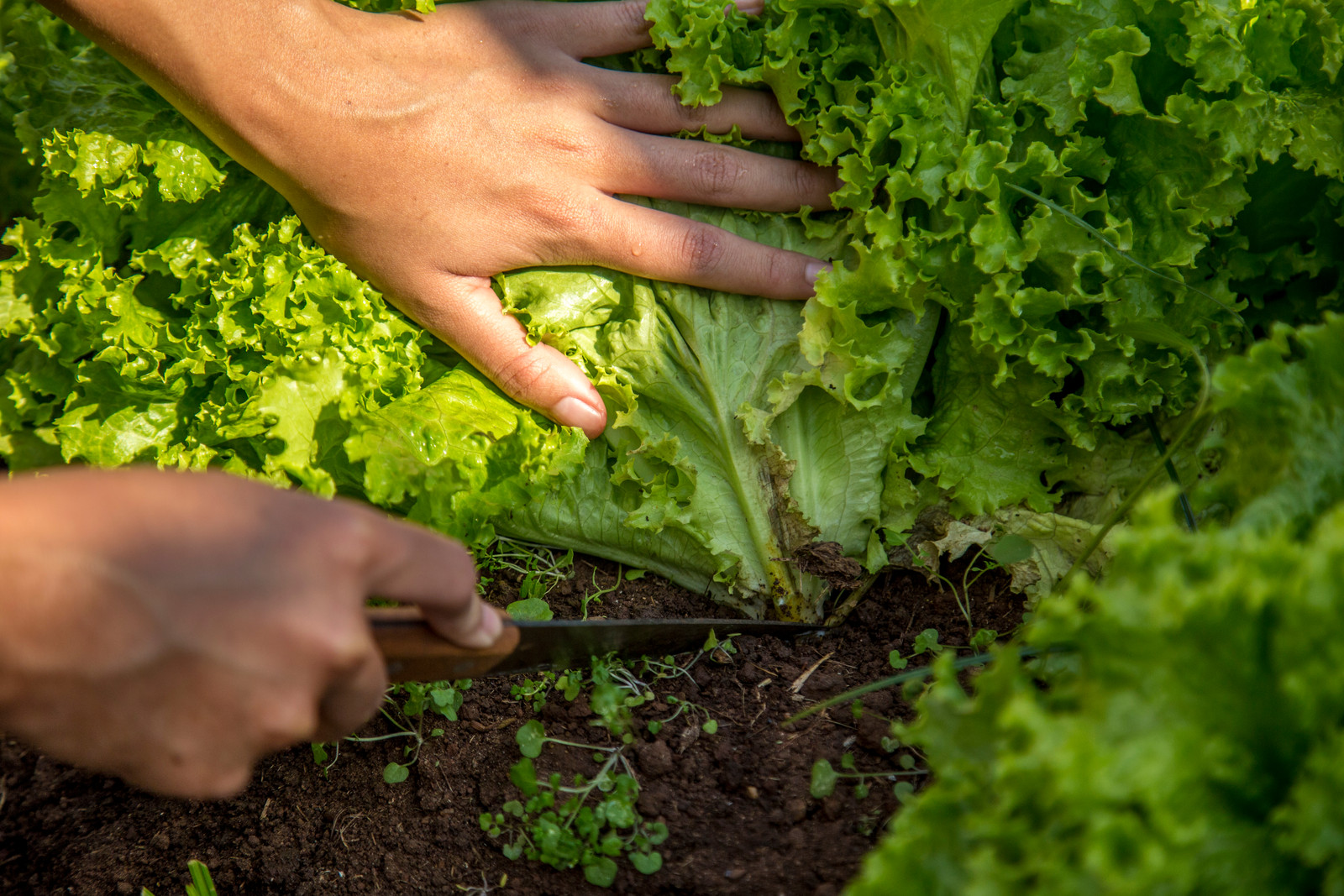 Schnittsalat & Pflücksalat ernten Plantura